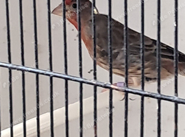 Mexican House Finches
