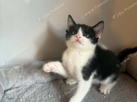 Kittens looking for new home