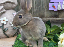 Opal Mini rex buck for reserve