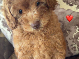 F1B cavapoo puppies 2 Left!