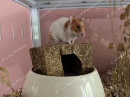 PEACH (hamster only)