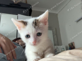 2 kittens available
