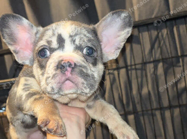 2 female french bulldog pups 7 weeks