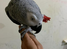Tame and talkative African grey