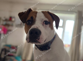 Needs Rehoming to a good home