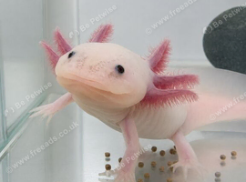 Pink axolotl