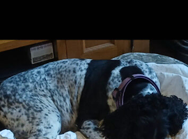 9YR OLD SPRINGER SPANIEL LOOKING FOR NEW HOME