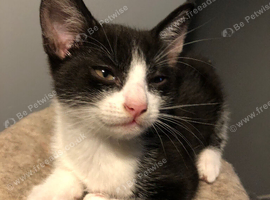 11 weeks old Tuxedo Kitten (male)