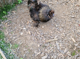handsome black silkie cockerel
