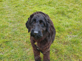 Jemi - six-year-old medium Labradoodle seeking a rural home