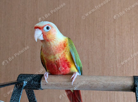 Pineapple conure