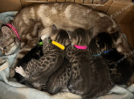 READY NOW. Bengal cross kittens