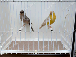 Pair of 2024 bullfinch
