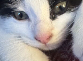 Cute male kitten
