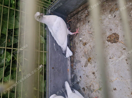 Varying Pigeons