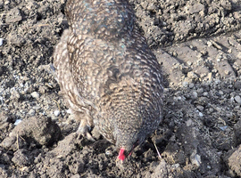 Chicken and 1 cock