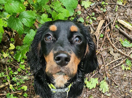 9 month old Cocker x Cavalier girl