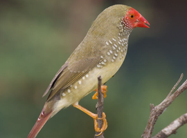 Wanted star finch