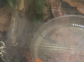Golden mantella