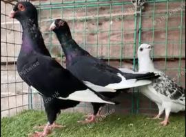 Turkish Dewlap