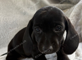 Miniature dachshund