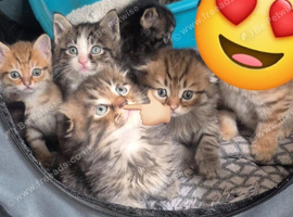 Scottish fold mix kittens