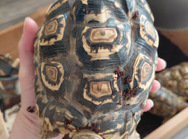 4x leopard tortoise