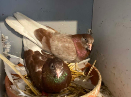 roller pigeons
