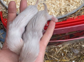ferret kits