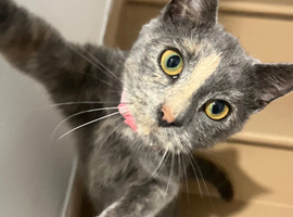 1 year old cat