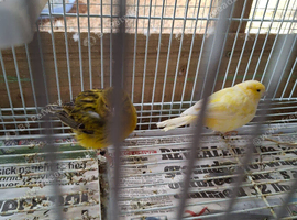 Several Canaries left