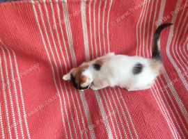 Kittens for sale