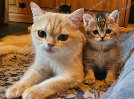 Golden shaded and spotted British shorthair
