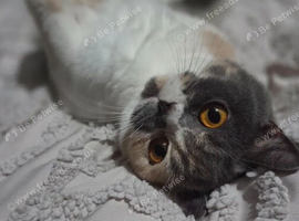 Gccf registered British shorthair kittens