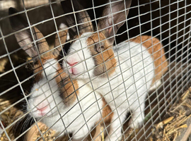 Baby Dutch Bunnies 9 Weeks old