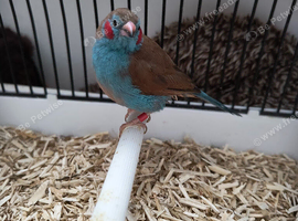Red cheek cordon bleu male