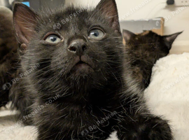 Beautiful Black Male Kitten - Sweet, Playful & Affectionate