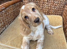 Royal Kennel Club Registered Cocker Spaniels