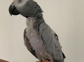 Hand tame African grey parrot