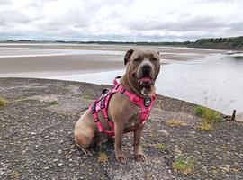 2yr female corso cross