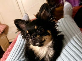 Beautiful tiny boy