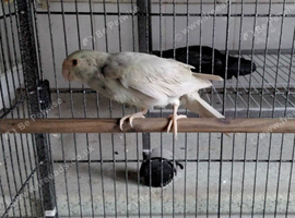 Grey Cream Kakariki