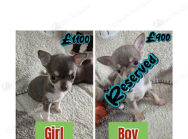 Last two Beautiful puppy chihuahuas
