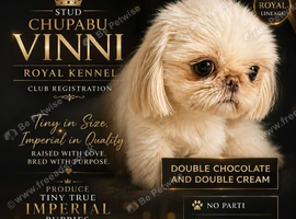 Imperial tiny boy