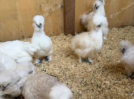 Silkie chicks