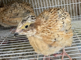 Golden quails