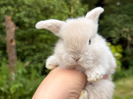 Female Mini Lop