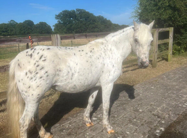 Pretty Registered Spotted Mare 12hh approx
