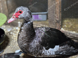 Muscovy trio or pairs