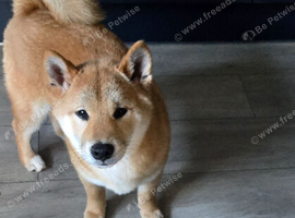 Gorgeous Shibas